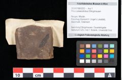 Foto (Objekt + Etikett) von Pinus palaeostrobus Ettingshausen (NHMW-GEO-2024-0188-0202)